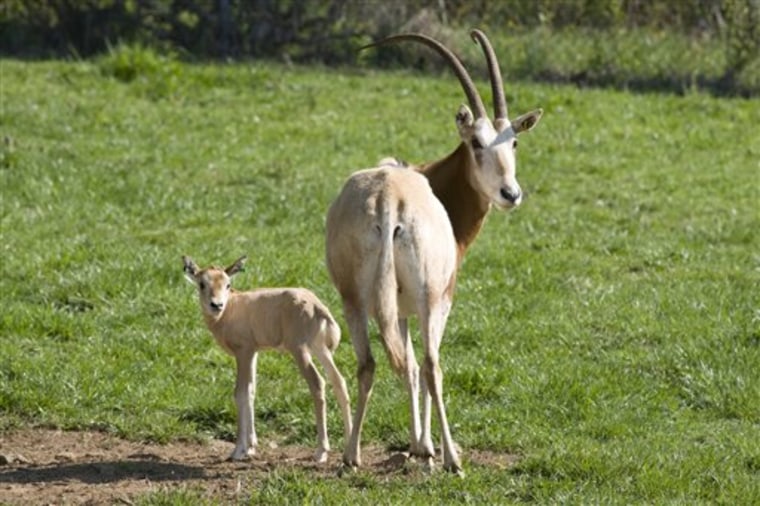 A photo provided by the Smithsonian Institution shows a female scimitar-horned oryx calf, left, with its mother at the National Zoo's Smithsonian Conservation Biology Institute in Virginia.